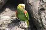 Yellow-headed amazon *