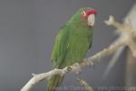 Mitred parakeet *