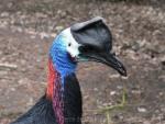 Dwarf cassowary *