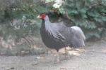 Silver pheasant *