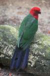 Moluccan king-parrot