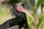 Northern bald ibis