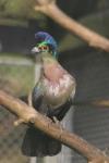 Purple-crested turaco