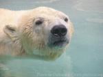 Polar bear