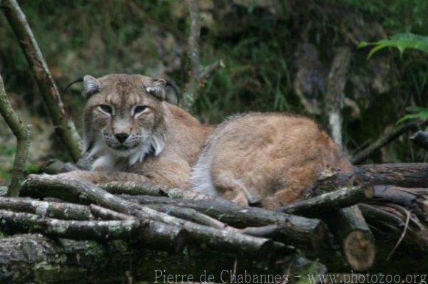 Canadian lynx