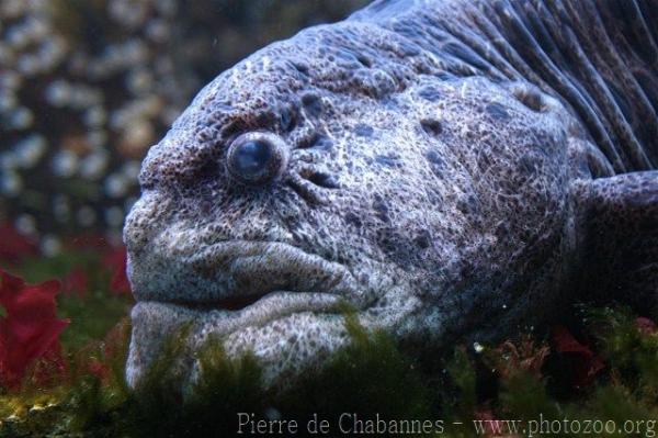 Spotted wolf eel