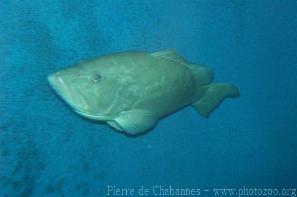 Mottled grouper *