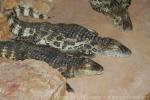 Broad-snouted caiman