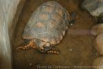 Red-footed tortoise