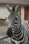 Chapman's zebra