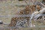 Amur leopard