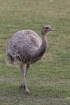 Lesser rhea