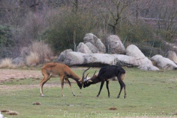 Nile lechwe