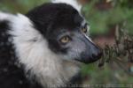 Black-and-white ruffled lemur