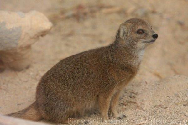 Yellow Mongoose