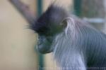 Grey-cheeked mangabey *