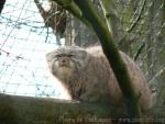 Pallas's cat *