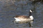 Atlantic Canada goose