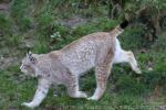 Siberian lynx