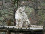 Snow leopard