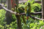 Great green macaw