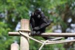 Colombian black spider monkey
