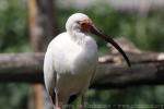 American white ibis