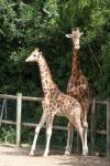 Kordofan giraffe