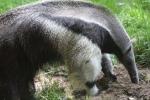 Giant anteater