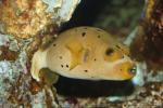 Blackspotted puffer