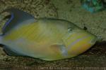 Queen triggerfish