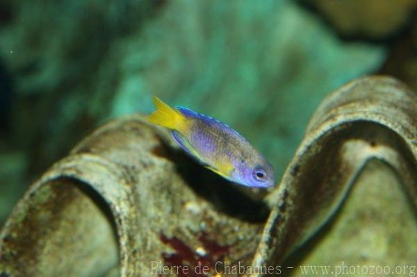 Blue-yellow damsel