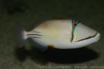 Picasso triggerfish