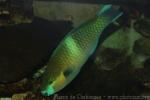 Rusty parrotfish