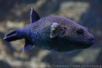 Guineafowl puffer