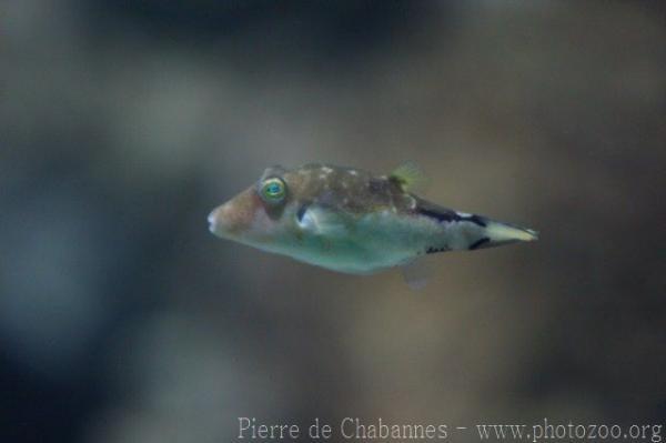 Caribbean sharpnose-puffer