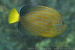 Bluestriped angelfish