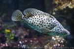 Humpback grouper