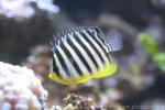 Barred angelfish