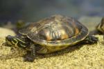 Florida redbelly turtle