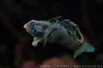 Picturesque dragonet