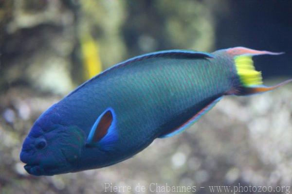 Moon wrasse