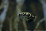 Zebra archerfish