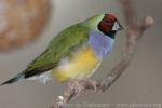 Gouldian finch