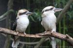 Laughing kookaburra