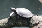 European pond turtle