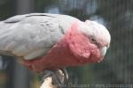 Galah *