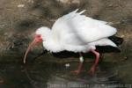 American white ibis