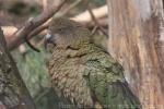 Kea