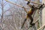 Central American spider monkey